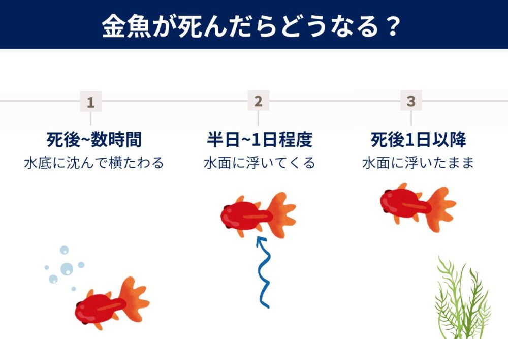 金魚が死んだらどうなる？浮く？沈む？