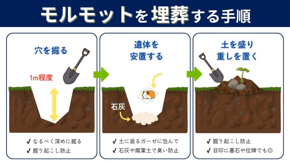 モルモットを埋葬する手順