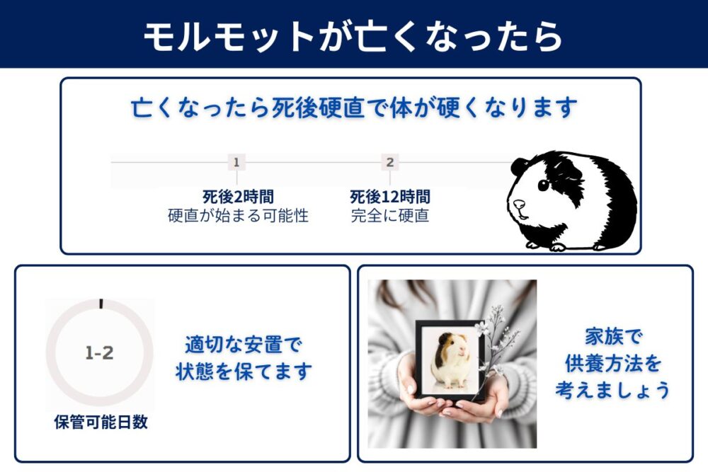 モルモットが亡くなったらどうする？