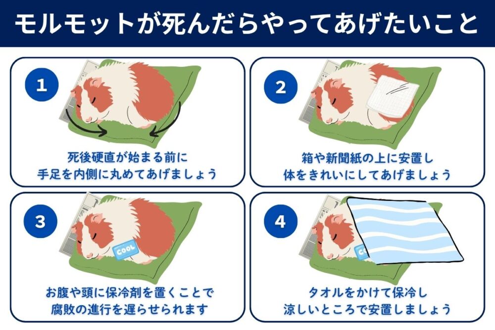 モルモットが死んだらやって上げたい4つの手順