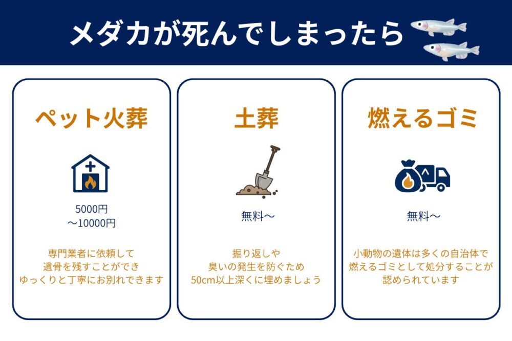 メダカが死んだときの3つの処理方法