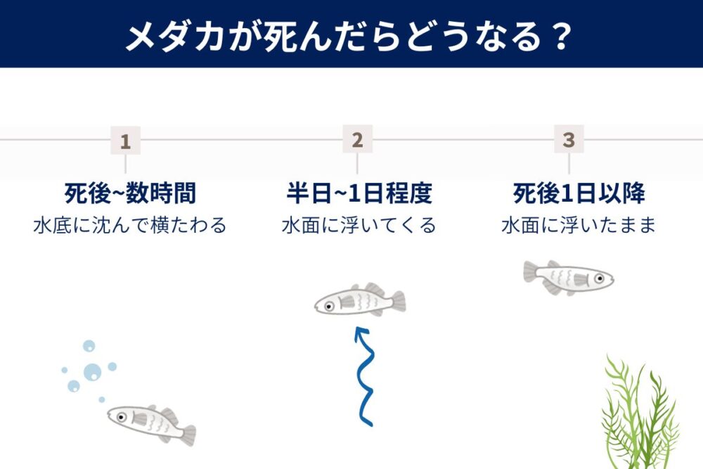 メダカが死んだらどうなる？浮く？沈む？