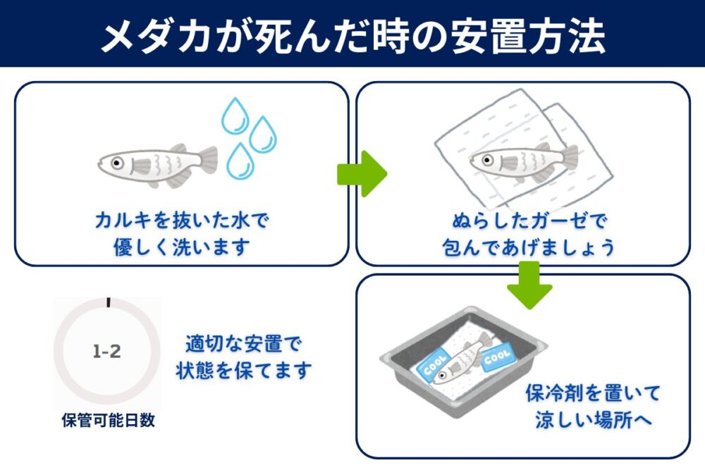 メダカが死んだときの安置方法
