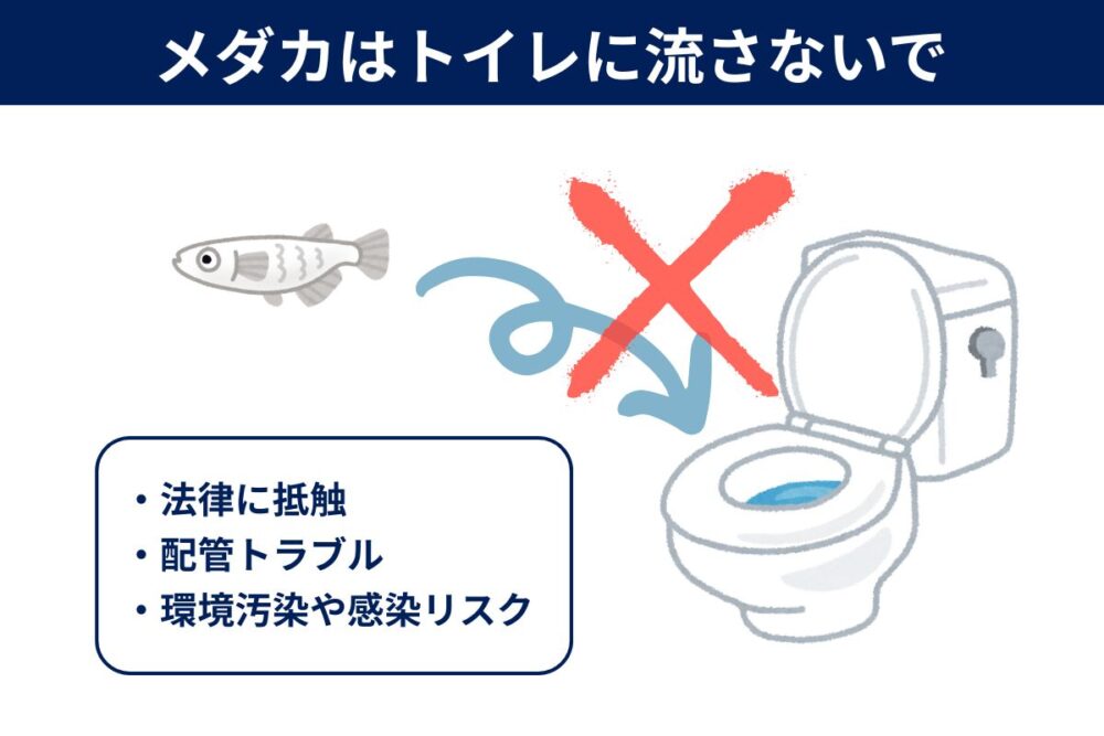 メダカが死んでもトイレに流さないで