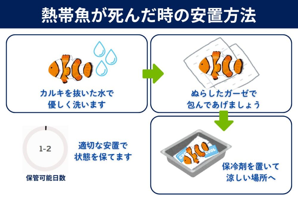 熱帯魚が死んだときの安置方法