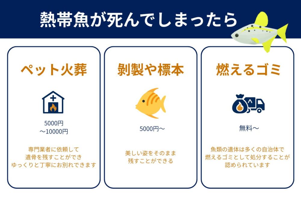 熱帯魚が死んだ時の3つの供養方法