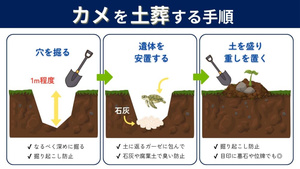 亀を土葬する手順
