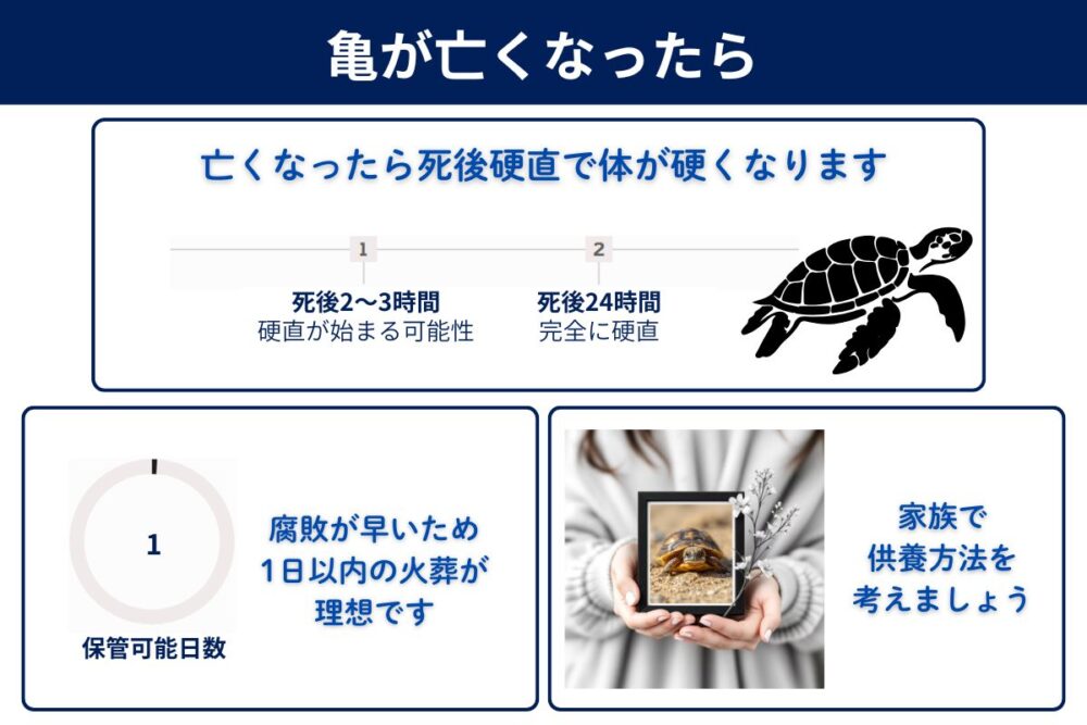 カメが死んだらどうなる？