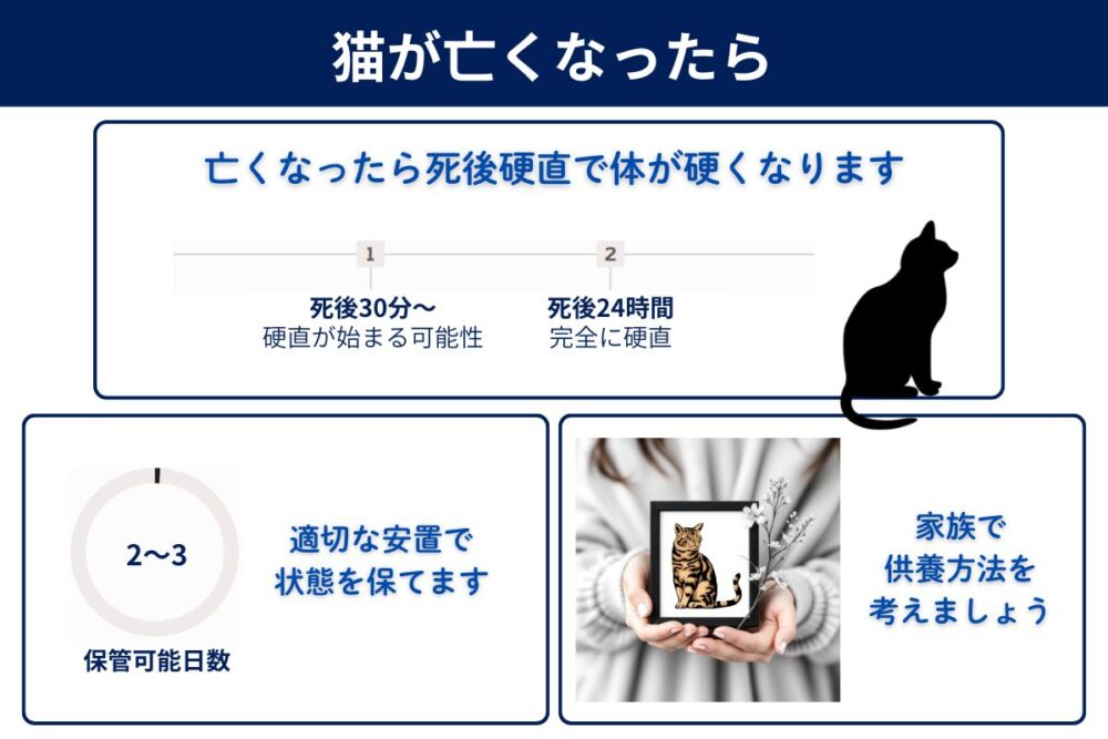 猫が亡くなったらどうする？