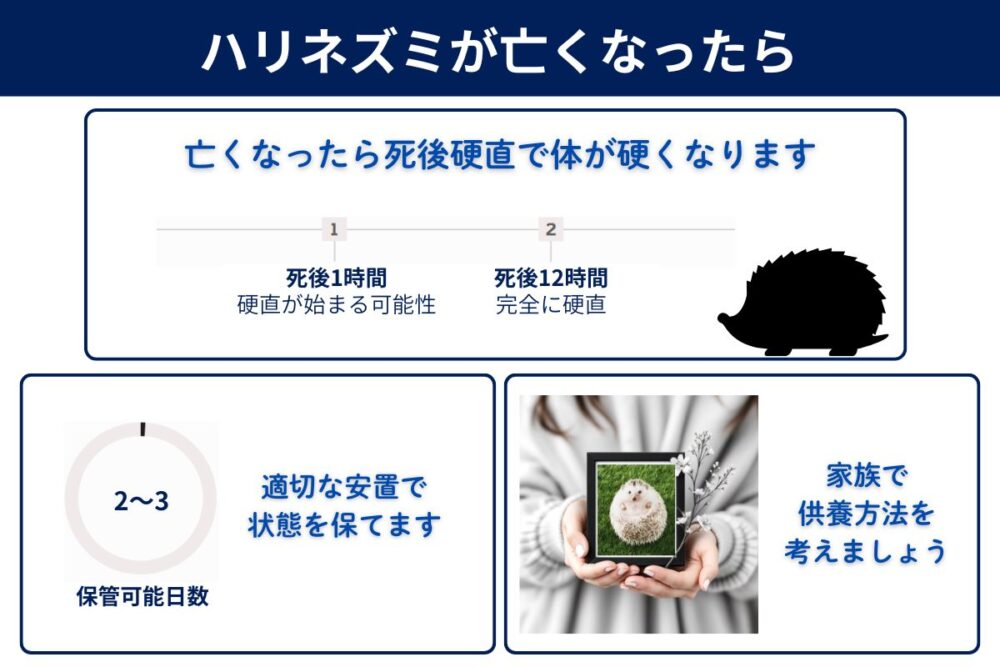 ハリネズミが亡くなったらどうする?
