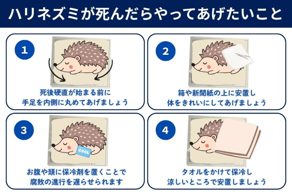 ハリネズミの死亡確認ができたらまずやること