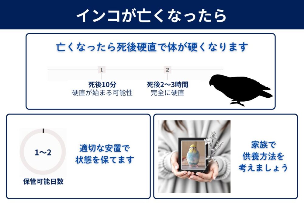 インコが亡くなったらどうなる？