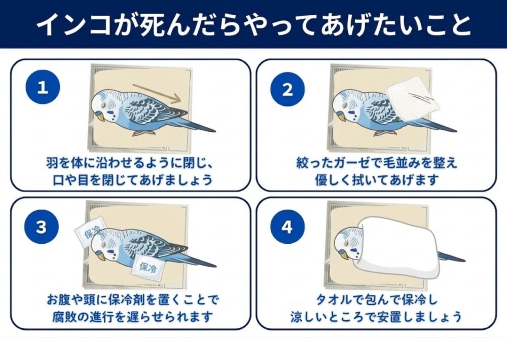 インコが亡くなったらまずどうする？4つの手順