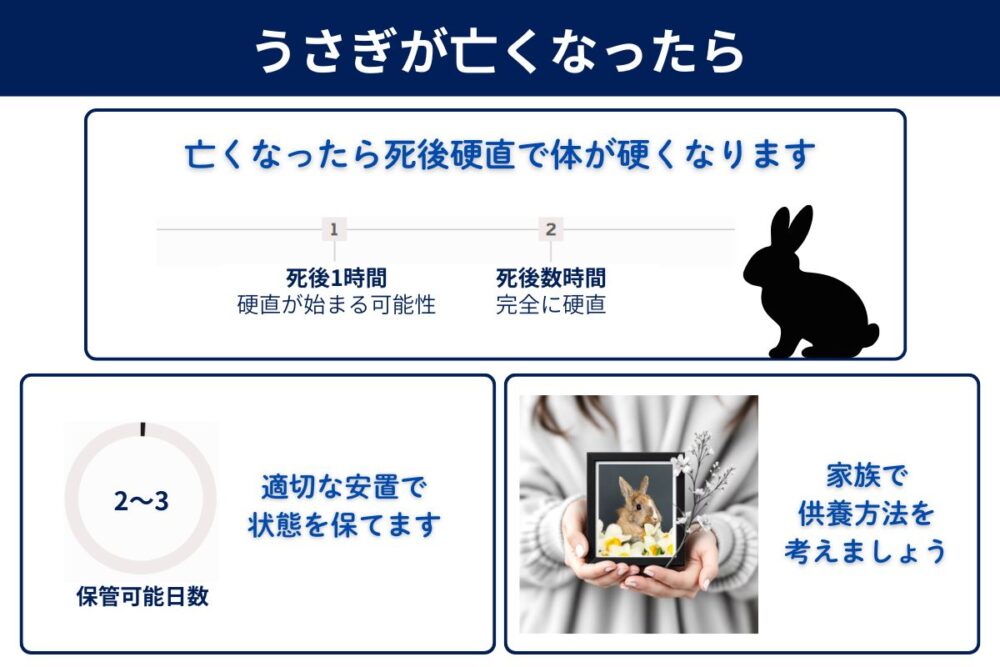 うさぎが亡くなったらどうする？