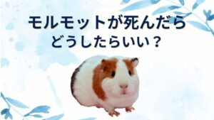 【モルモットが死んだら】土に埋める注意点ややり方は?火葬で骨は残る?