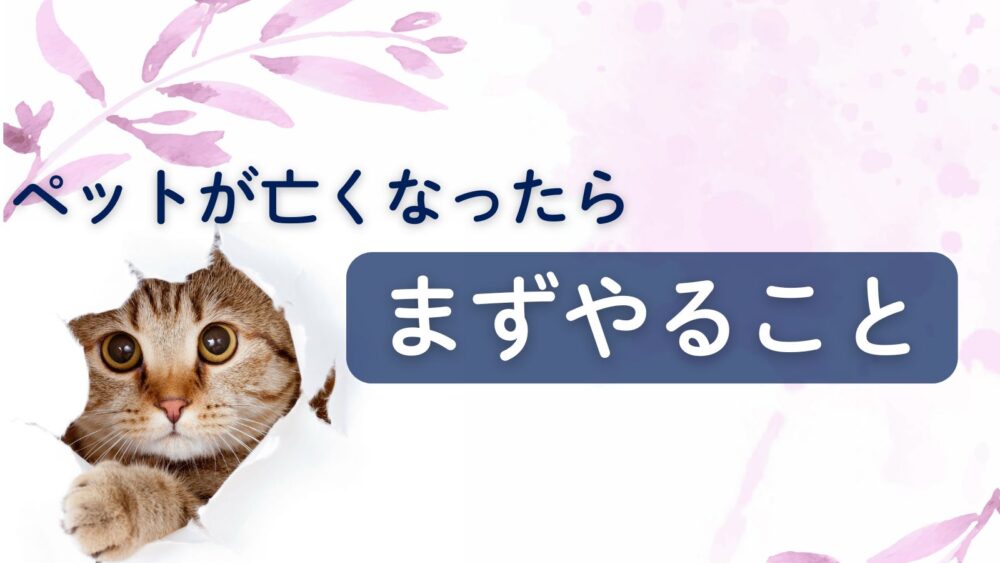 ペットが亡くなったらまずやること
