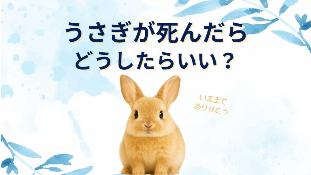 うさぎが死んだら燃えるゴミとして処理する注意点。埋葬か火葬かどうする？
