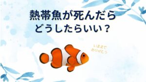 【熱帯魚が死んだら】トイレや川に流すってアリ?水替えの方法や埋める他処分方法