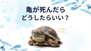 亀の冬眠と死の見分け方は？埋める・燃えるゴミなど死んだらどう処理する？
