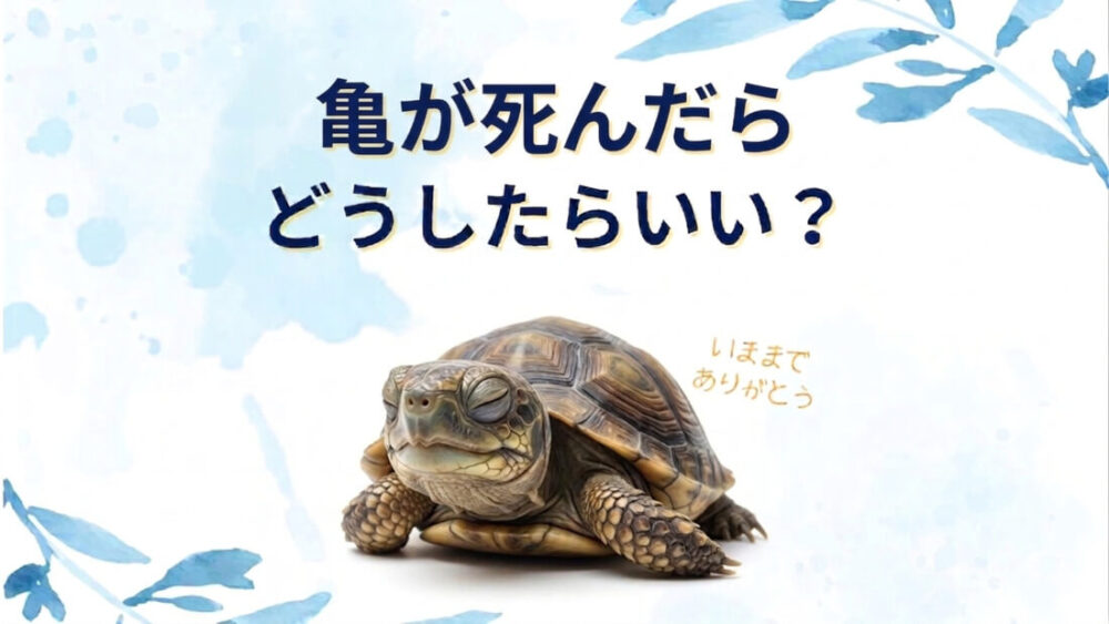 亀の冬眠と死の見分け方は？埋める・燃えるゴミなど死んだらどう処理する？