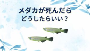 メダカが死んだらどうする？トイレに流していい？埋める・燃えるゴミ・火葬など供養方法