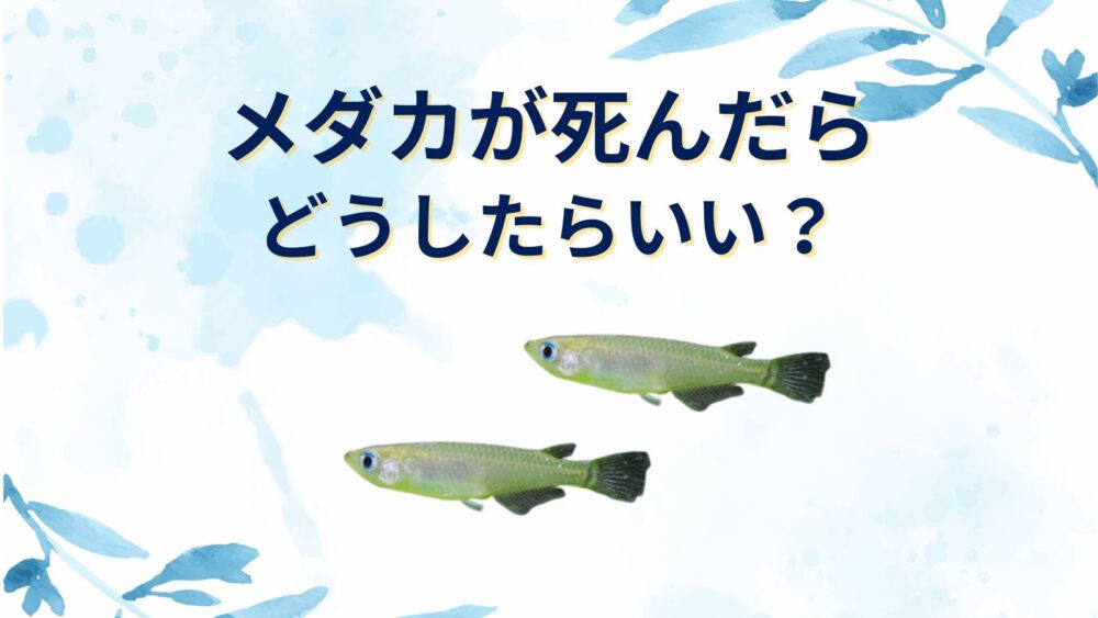 メダカが死んだらどうする？トイレに流していい？埋める・燃えるゴミ・火葬など供養方法
