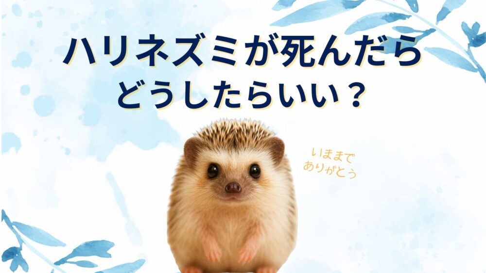 ハリネズミの冬眠と死の見分け方は？死亡確認方法と死んだらどうする？【火葬or埋葬】