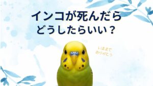 インコが死んだら埋葬やプランター葬はあり？まずどうする？