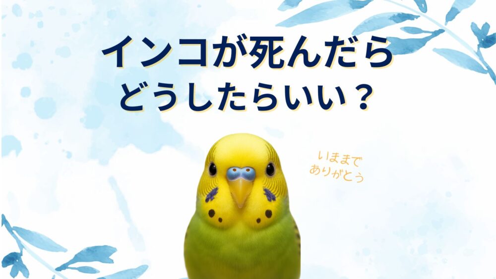 インコが死んだら埋葬やプランター葬はあり？まずどうする？